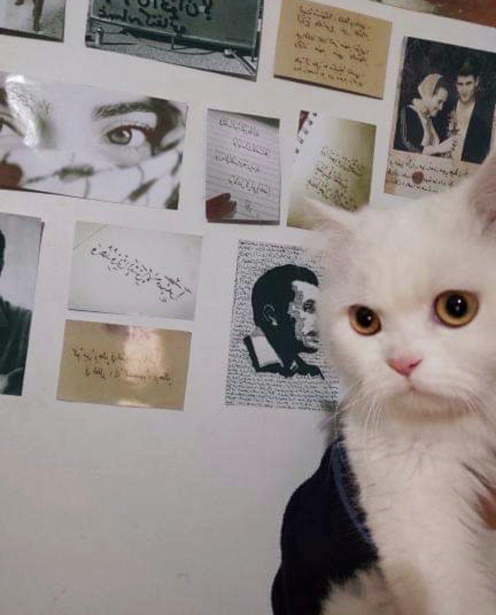 zinah𓂆 (@zhal80) on Twitter photo All my cats killed by Israel. All my cats killed by Israel.