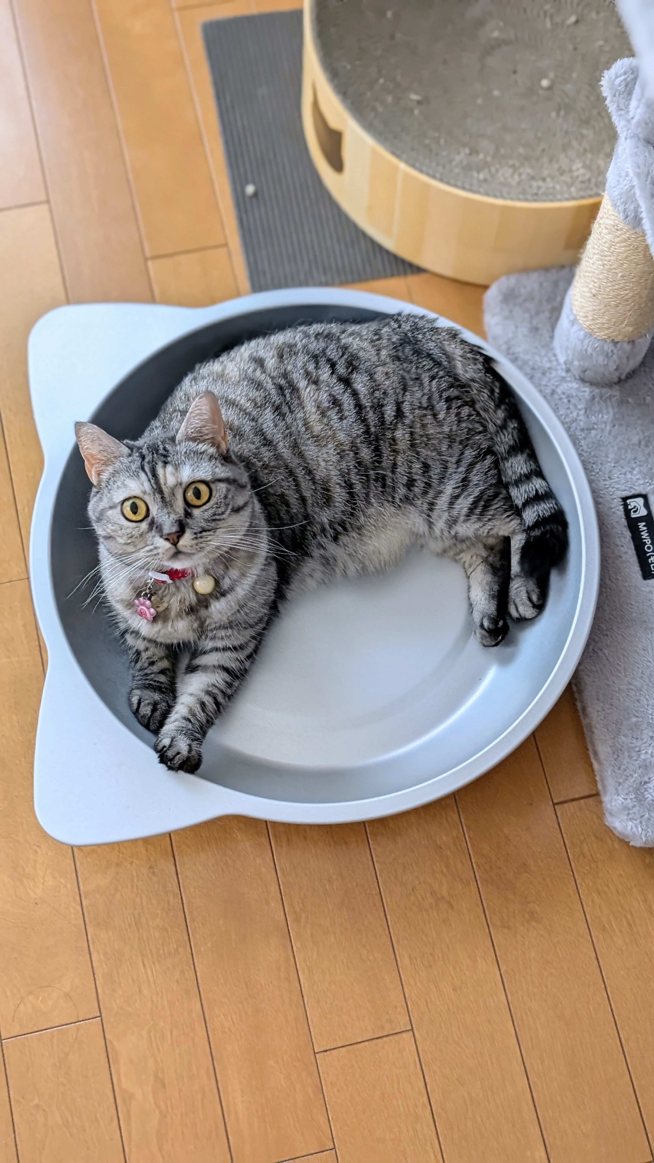 猫さん ねこに転生したおじさん フィギュアコレクション ブラインド