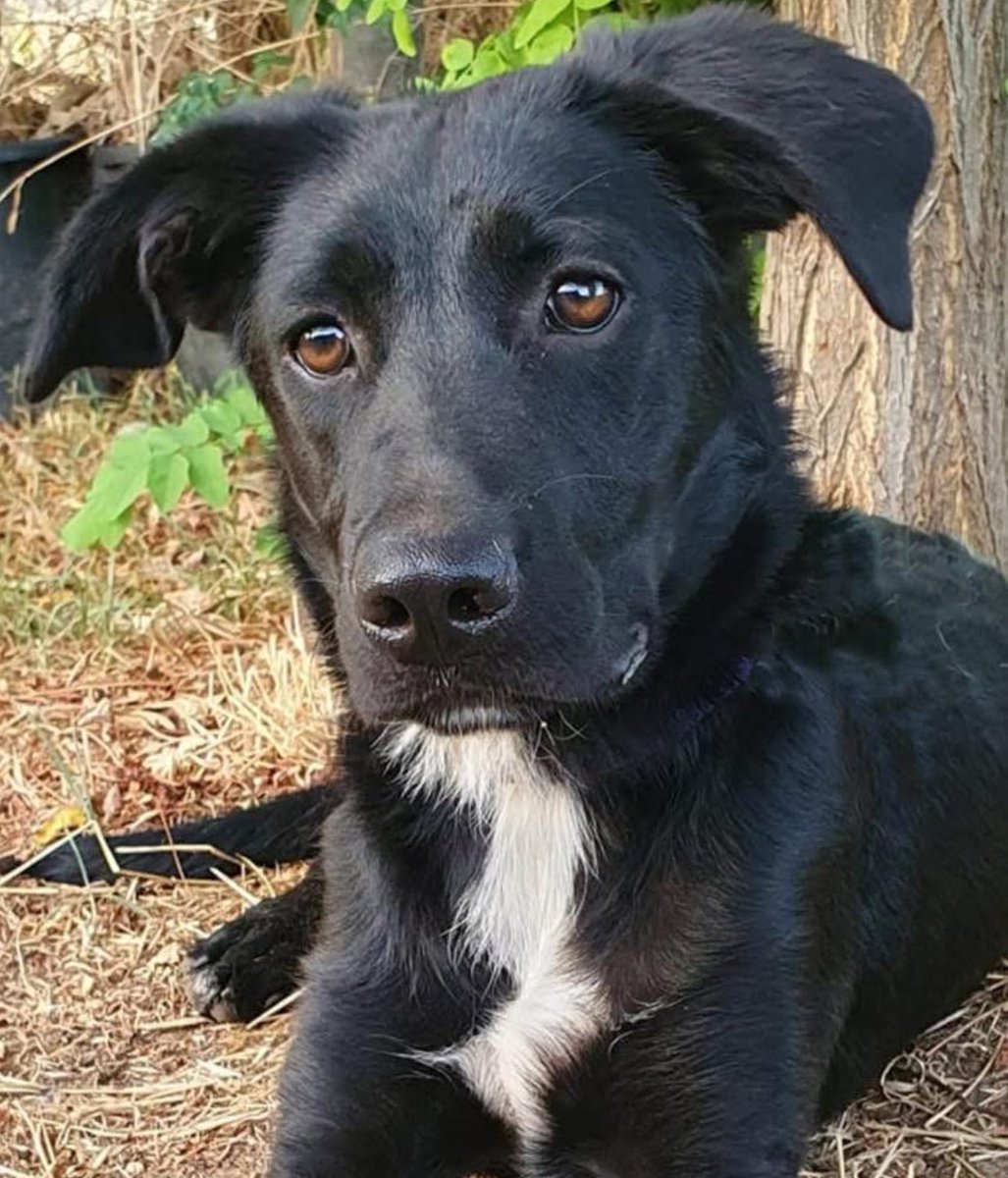 beadifusiones's tweet photo. EN ADOPCIÓN 🐶💔
Floppy, cachorro de 8 meses y 15 kg. Alegre, cariñoso y lleno de energía.
Ideal para familia activa. No testado con gatos.

📍 Huelva (viaja donde lo esperen)
📞 672 771 011 (WhatsApp)

¡Comparte para que encuentre su hogar! https://t.co/XBd4JeUOYr