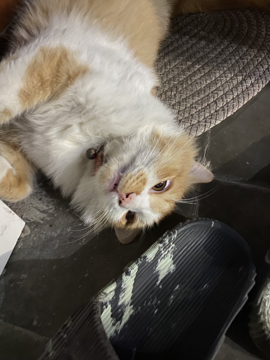 noshitsyd's tweet photo. simon (again)
bros lookin high but hes not 😭🙏
he js bein sleepy all the time tho 🥀 https://t.co/08DQkC2dZH