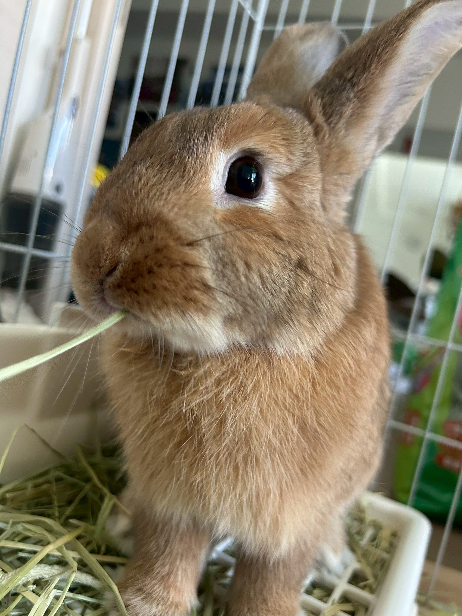 ウサギデザイン🐇🦜 on X: 