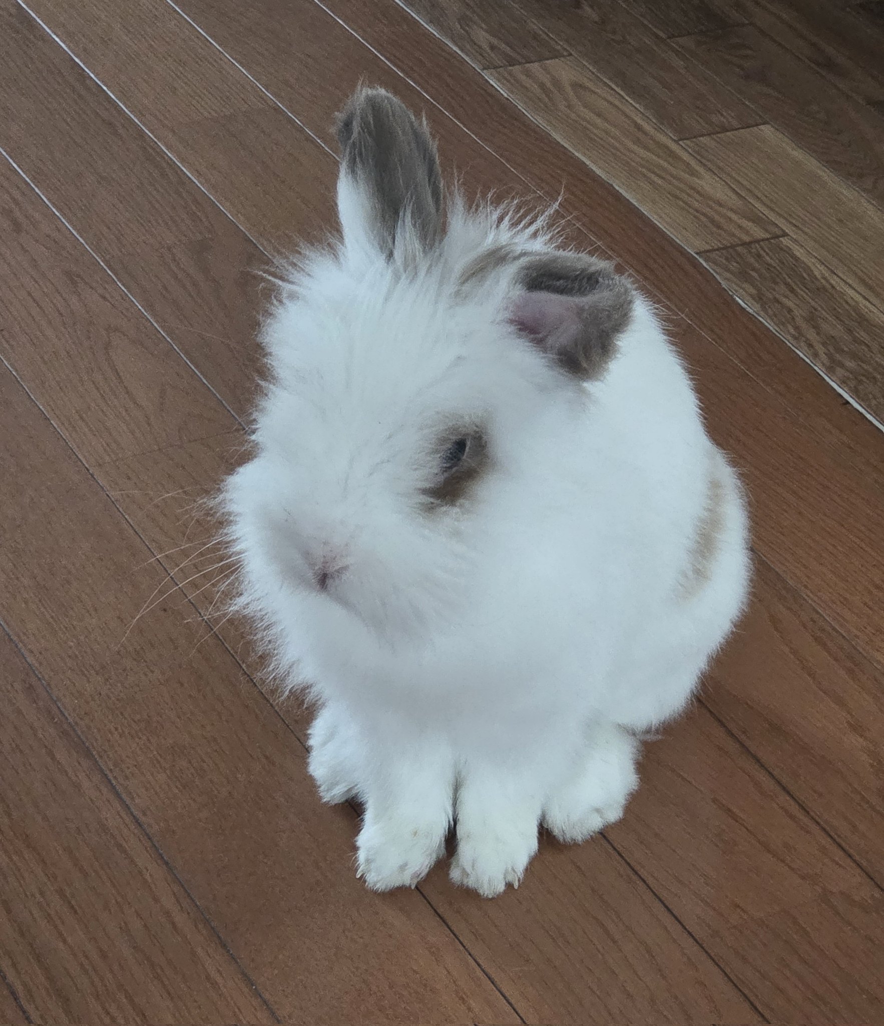 うさぎ様♡ありがとうございます♡ 幸せのおすそわけ💕🐰 にんじんちゃん、ありがとうさぎ✨ 今度