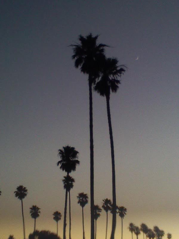 LabrynthKnight's tweet image. #trees #palms #sky  
Tara Hills, Ca. 2017.