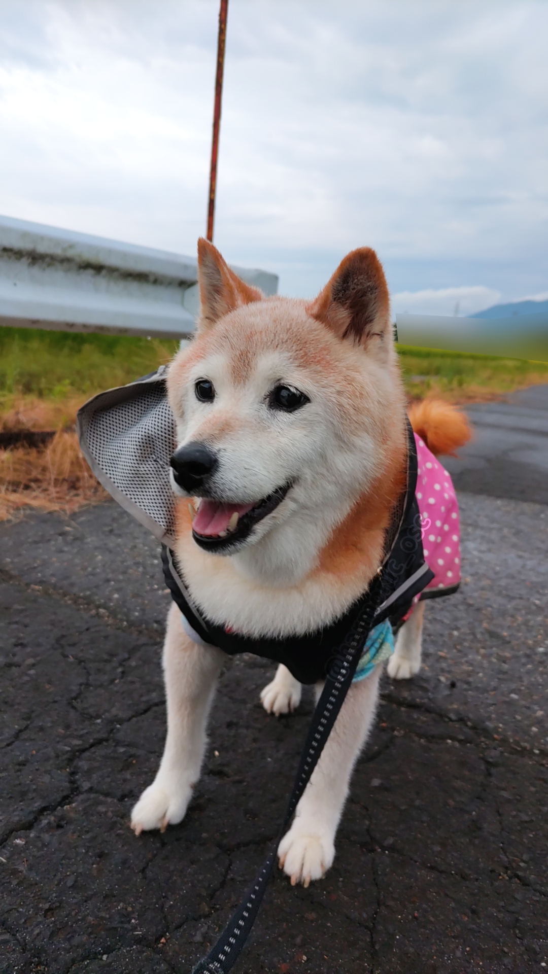 yutaka4848🐕🐾🎮💻_φ(・_・ on X: 