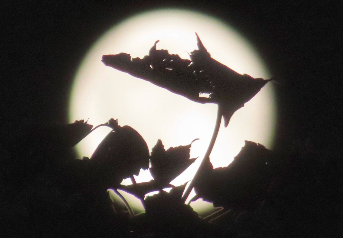 #SturgeonMoon over MotherWell 🌝 #moon #fullmoonaugust