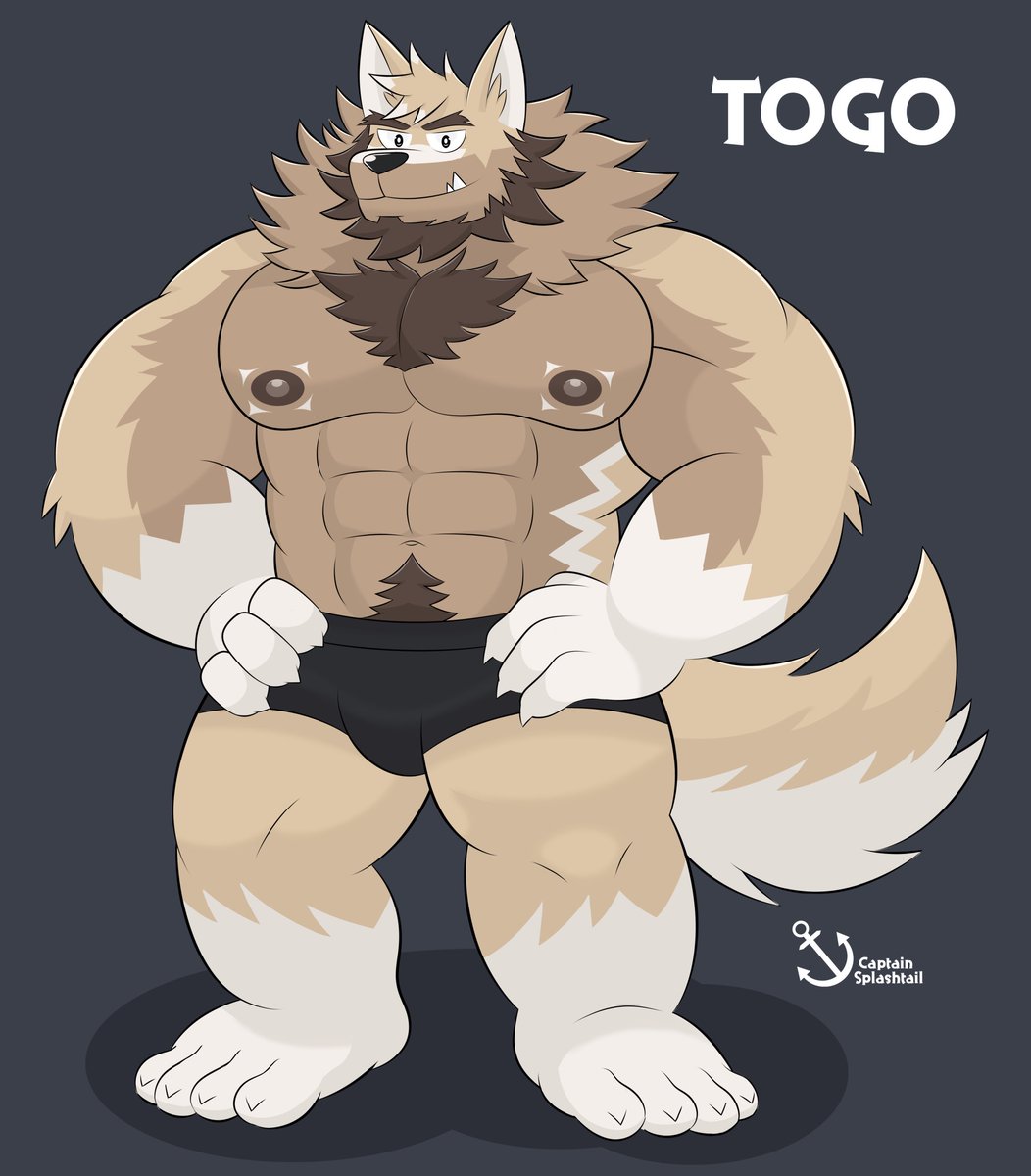 My wolf-dog Togo! A massive gym guy who loves swimming!!! 🐺🌊✨