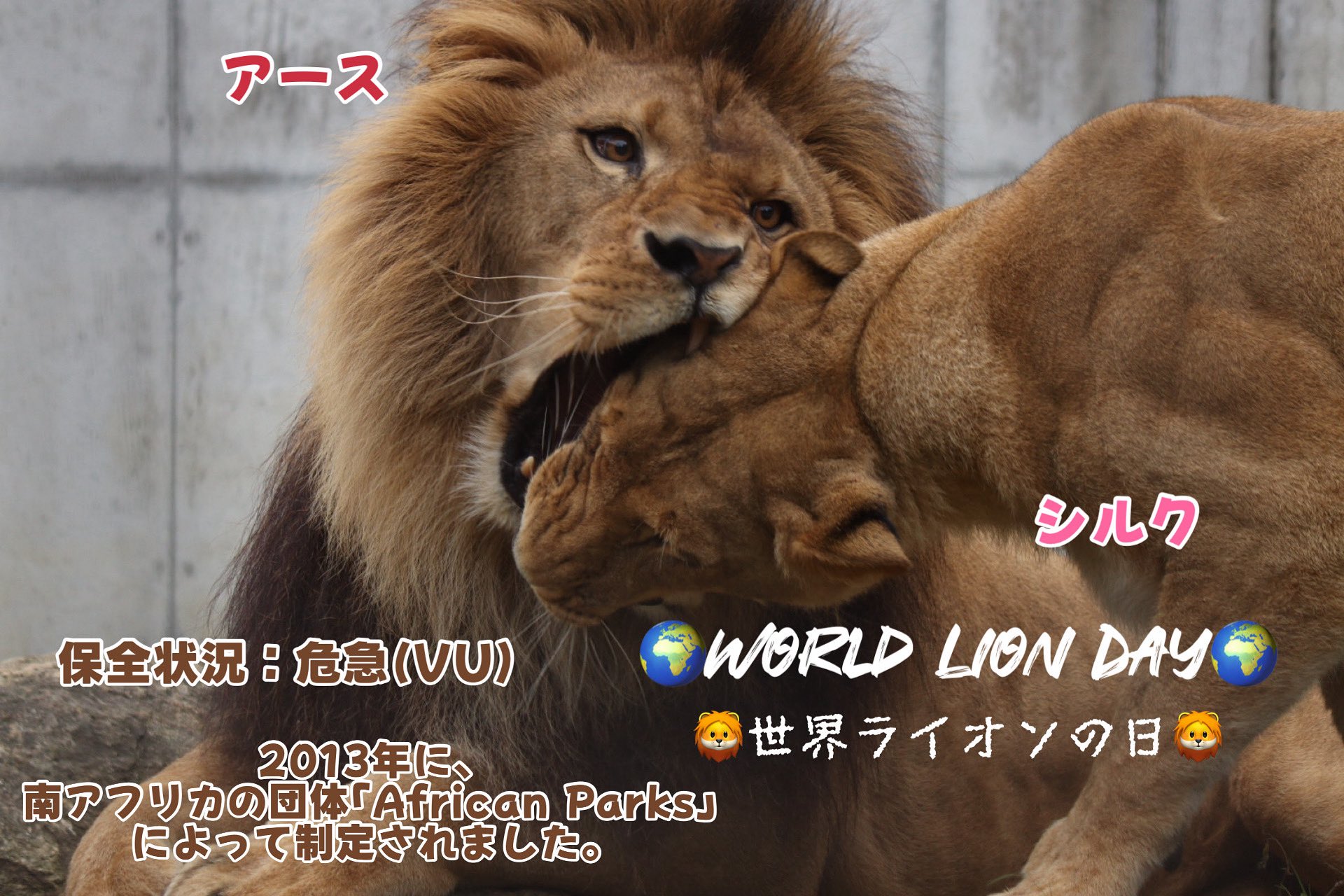 ライオン　動物ペン画No.14 小さなライオンの子の頭の手のスケッチのイラスト 野生動物