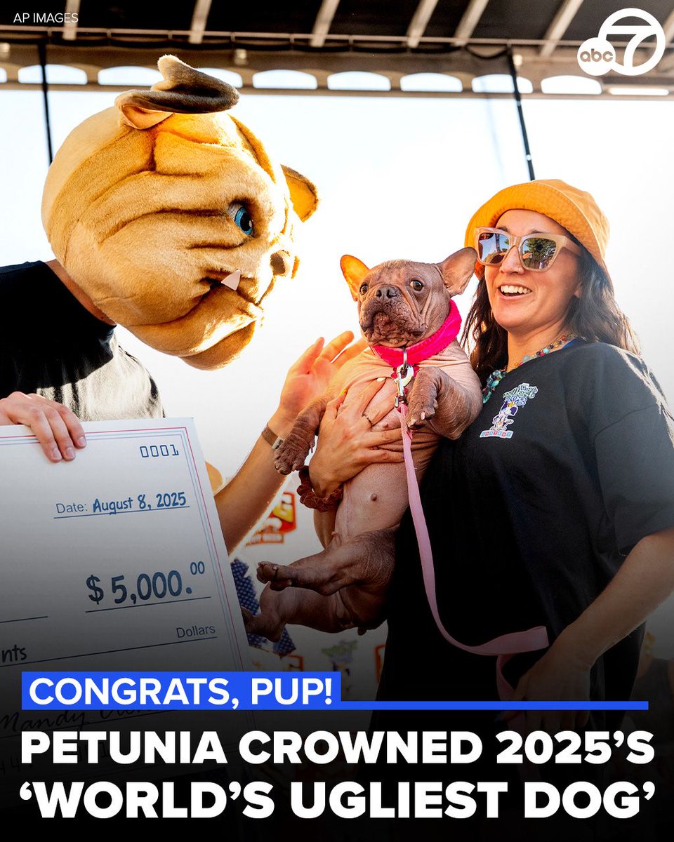 abc7newsbayarea's tweet image. The dogs strutted the red carpet and showed off their unconventional looks in hopes of walking away with $5,000 in cash, a Mug Root Beer merchandise deal and bragging rights from the World's Ugliest Dog Contest at the Sonoma-Marin Fair on Friday. In the end, French bull dog mix…