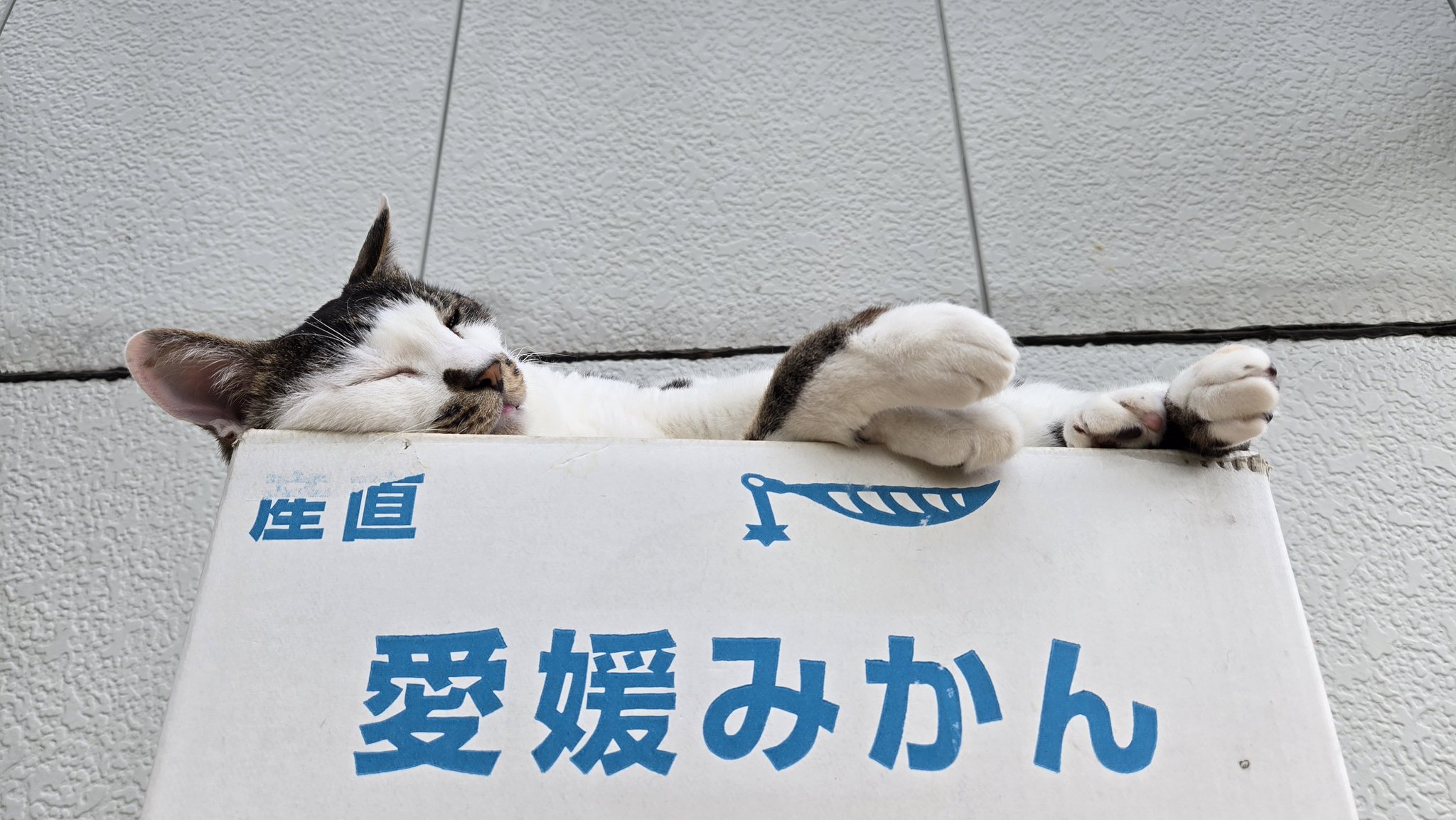 みかん☆さま確認ページ♡ ありちんᕙ( 'ω' )ᕗ on X: