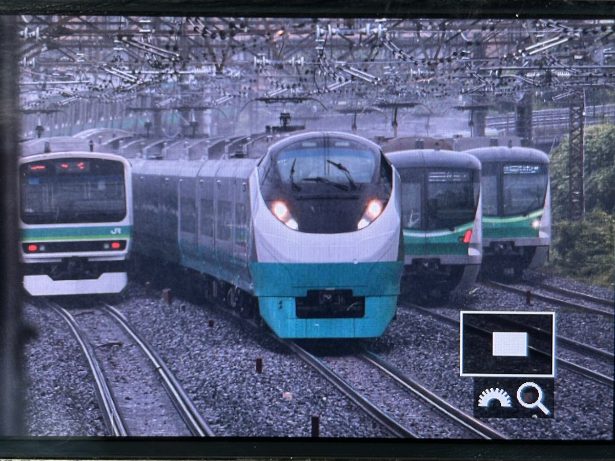 青撮りにきたのに緑しかいねえ