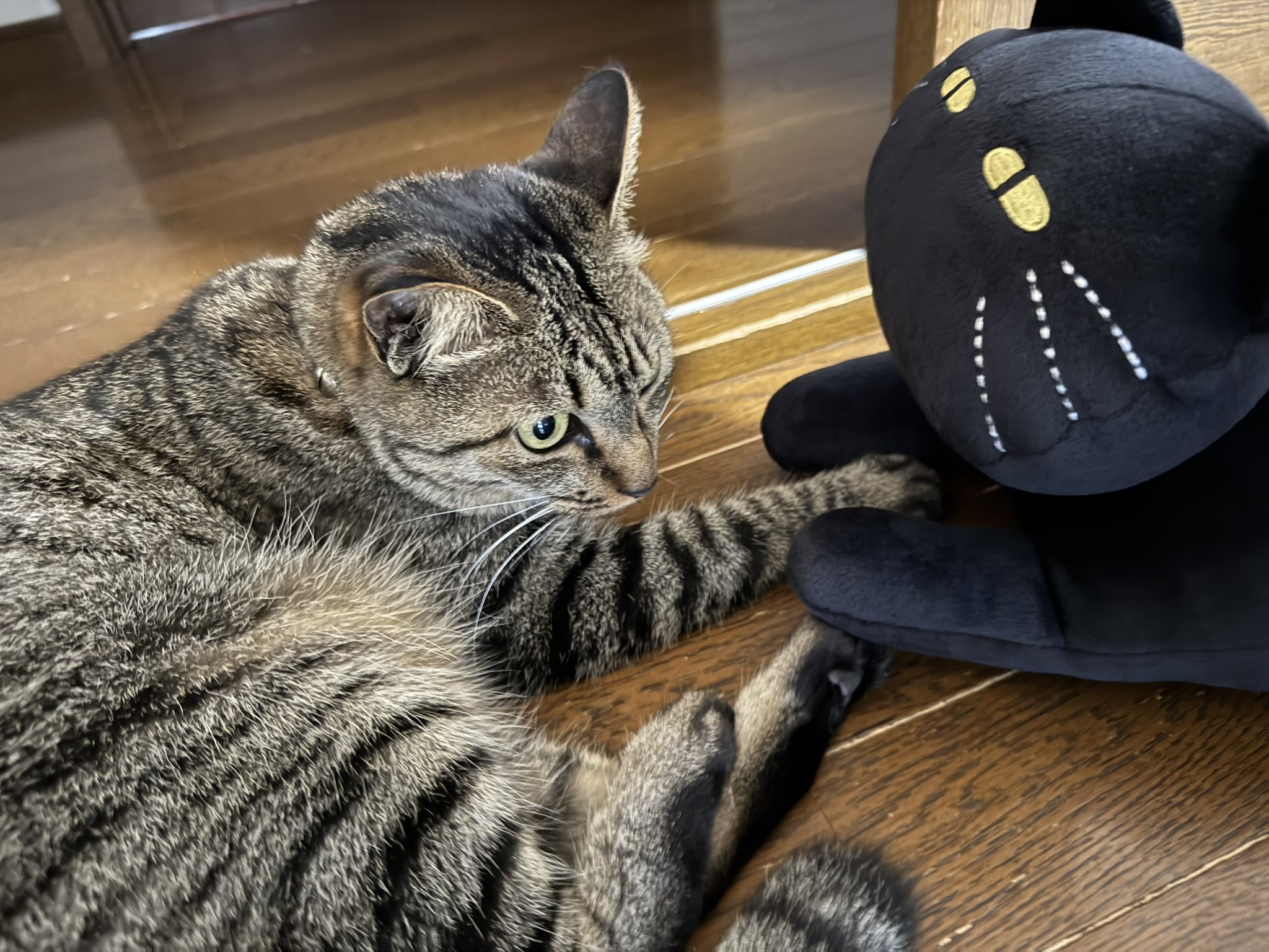 猫 しゃもじかぜ on X: 