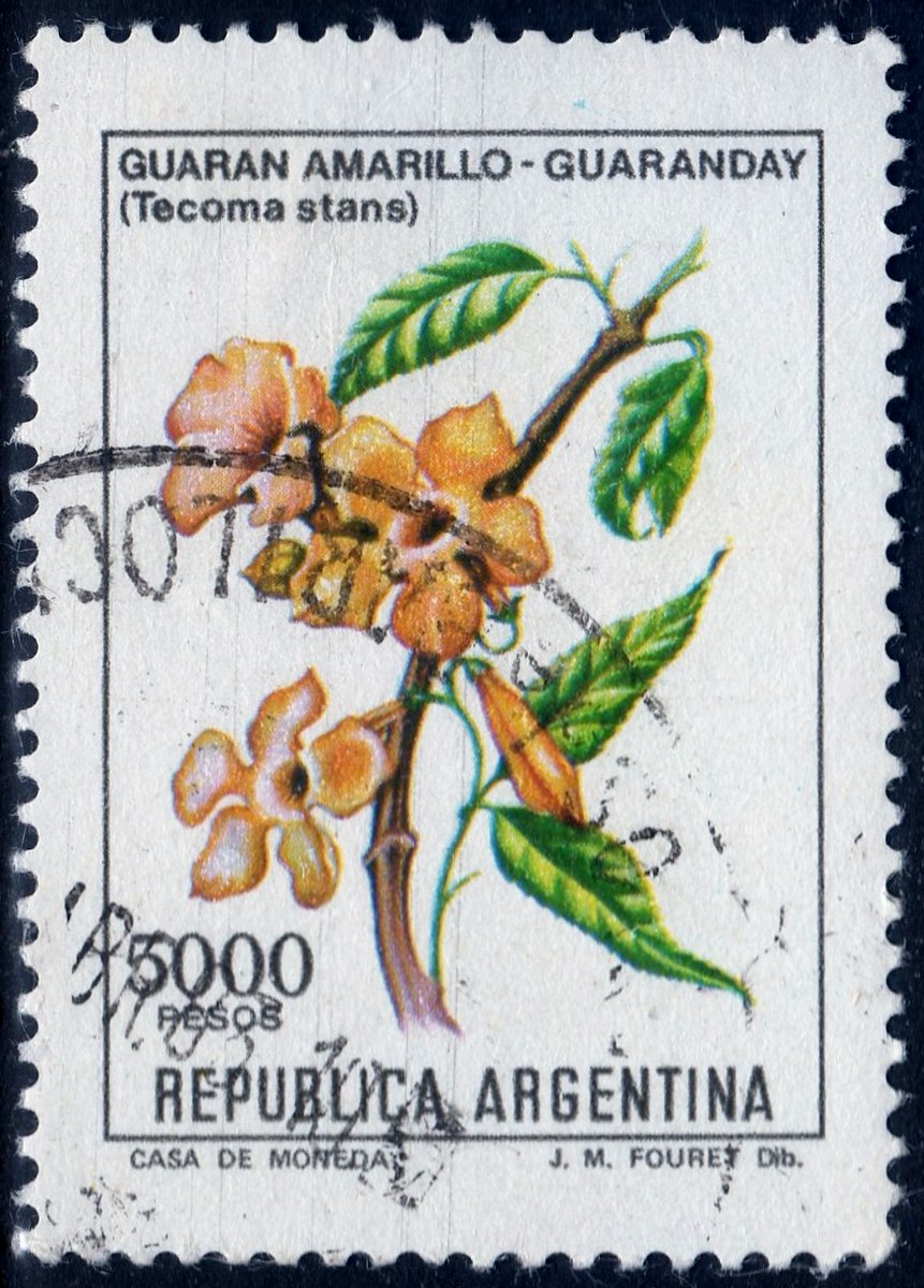 THOMAS16031's tweet photo. 切手に描かれた植物6　タチノウゼン（キンレイジュ）
学名：Tecoma stans
ノウゼンカズラ科テコマ属に属する常緑性小高木。
高さは3～8m。葉は対生の奇数羽状複葉で、3〜13枚ほどの小葉を持ち、長さ2〜10 cm、幅1〜4 cmの披針形で縁には鋸歯がある。花は鮮やかな金黄色でトランペット型を成し、枝先や腋から房状に多数咲く。果実は長さ最大25 cmほどの細長いさく果で、成熟すると裂開し、紙質の翼を持つ多数の種子が風に乗って散布される。
北アメリカ南部、メキシコ、中米、アンティル諸島から、アンデス山脈を越えて北アルゼンチンまで広く自生する。乾燥で日当たりの良い場所を好み、荒廃地や砂地、岩地でも生育する。
剪定に強く、長期間花を咲かせるため、街路樹として多く利用されている。
#世界の切手