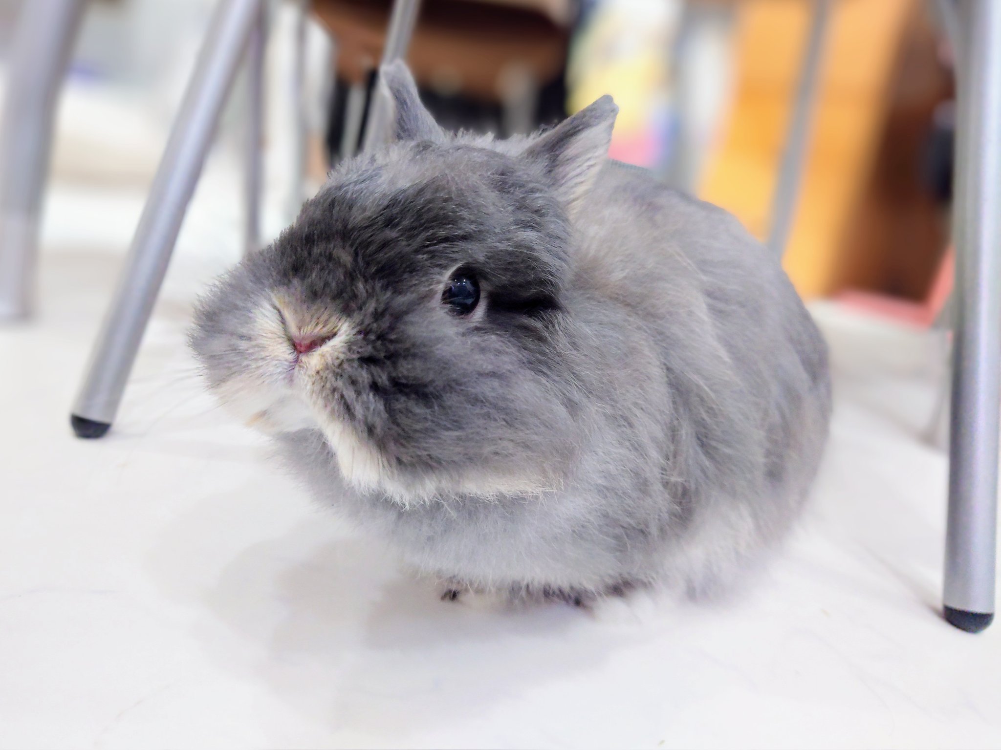 うさぎの時間 on X: 