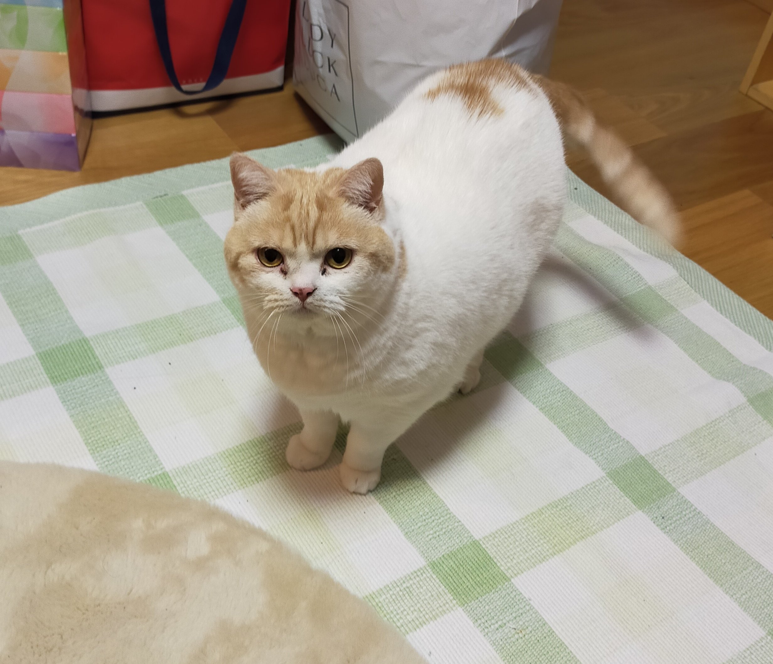 猫さん SyndiCats Nyakuza Limited Edition Figure