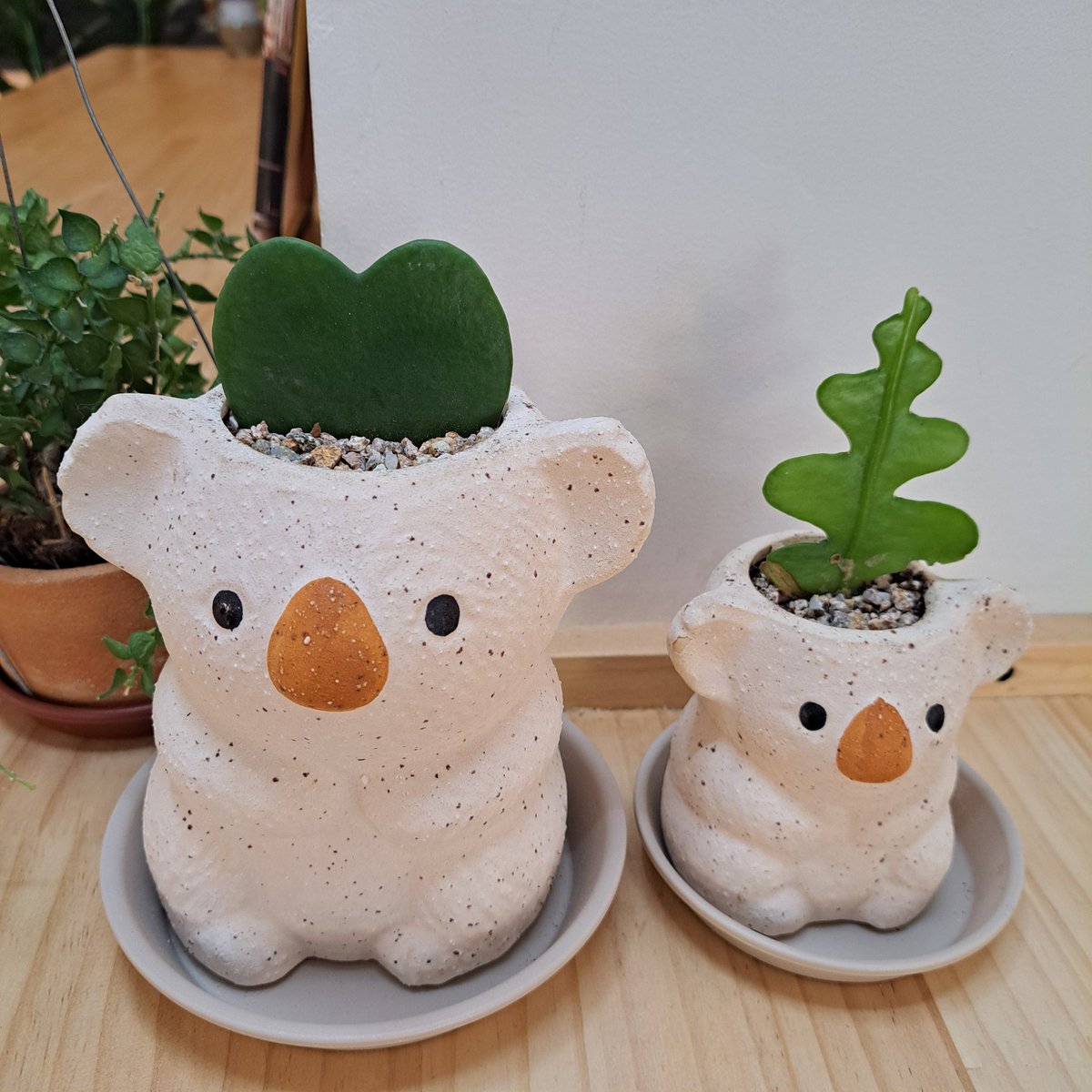 kstar3134's tweet image. 왼쪽: “난 사랑을 주는 하트파워🌱”
오른쪽: “난 모험을 떠나는 나뭇잎 기사🗡️”
#코알라화분 #다육이 #플랜테리어