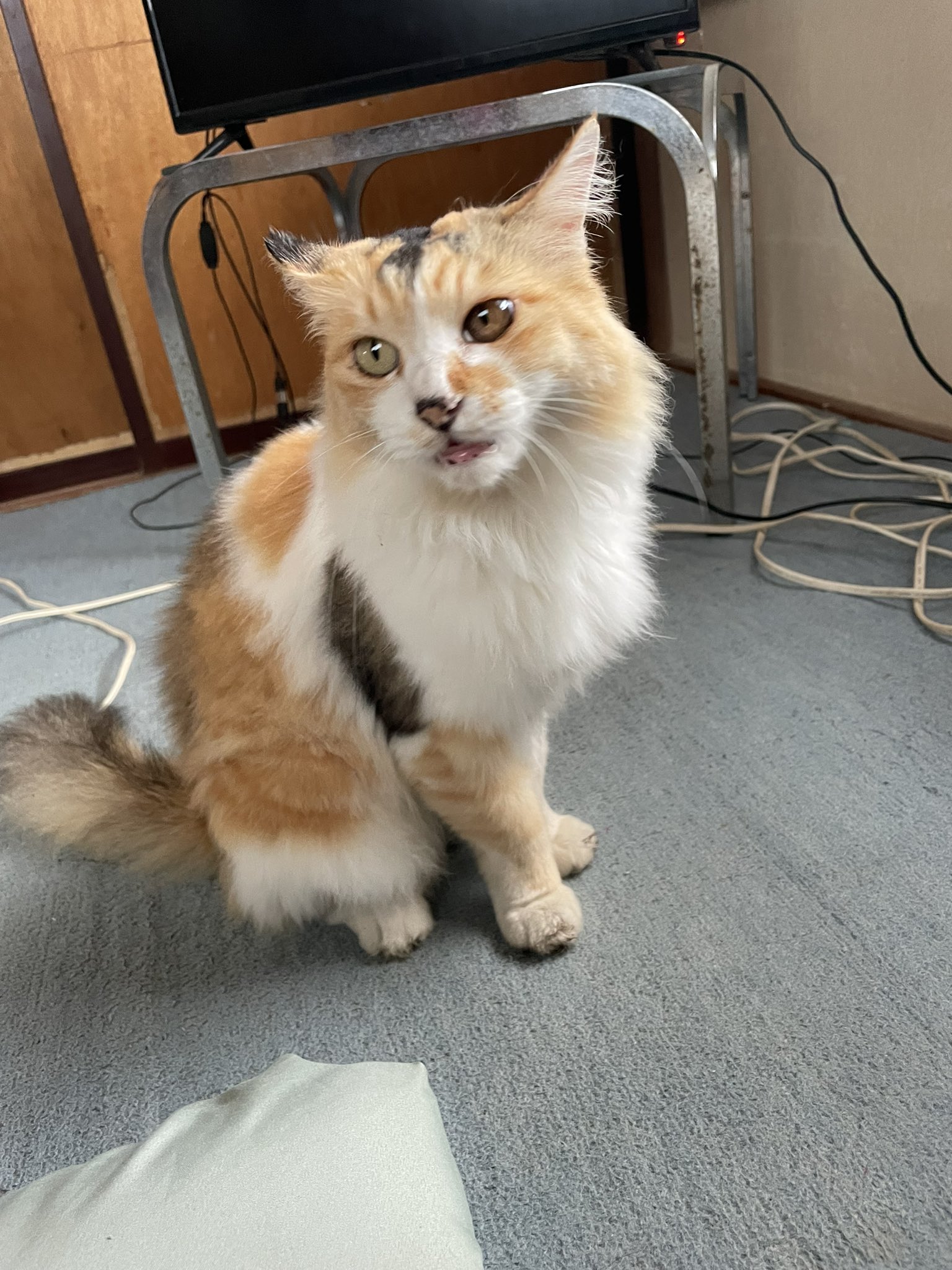 猫さん nec0_zzk) • Instagram photos and videos