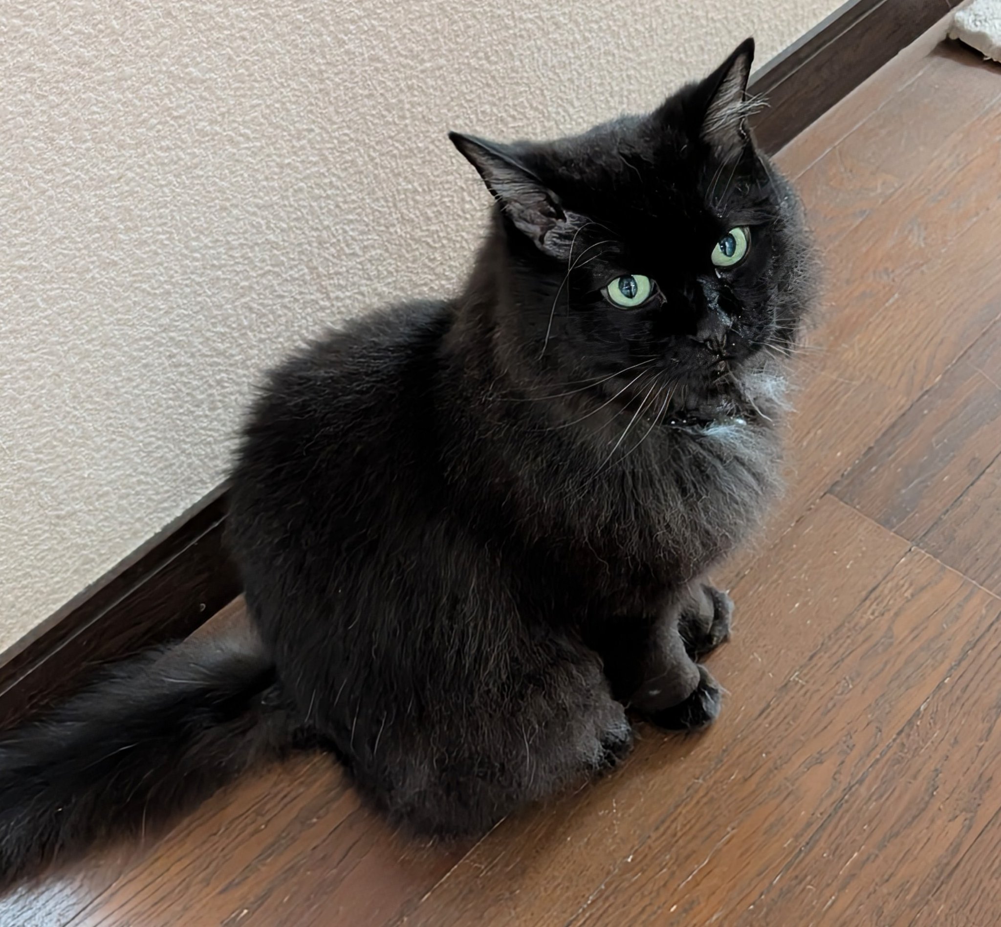 黒猫 2024/11/22発売ねこぱんち 紅葉ながめるネコのしっぽ号に新連載