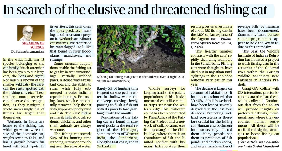 imRavikantYadav's tweet photo. In search of the elusive & threatened fishing cat
:An Insightful article by Sh D. Balasubramanian
#FishingCat #Wetlands #ECOSYSTEMS #Conservation #predator #Fish
#Himalaya #WesternIndia #Sunderbans #SriLanka
#Caracal #RustySpottedCat
#Lions #Tigers
#UPSC
Source:TH https://t.co/HfXputxAqj