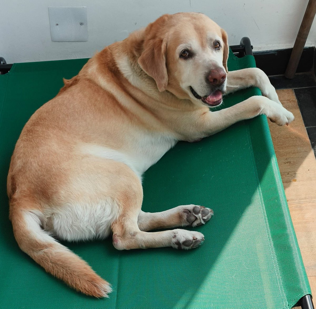 MISSING DOG. Name : Milo. Cream coloured labrador , 12 years old. Missing in the Jubilee Hills/Prashasan Nagar - HUDA Enclave area since August 9th evening. If sighted please contact Juhee on 9885212092