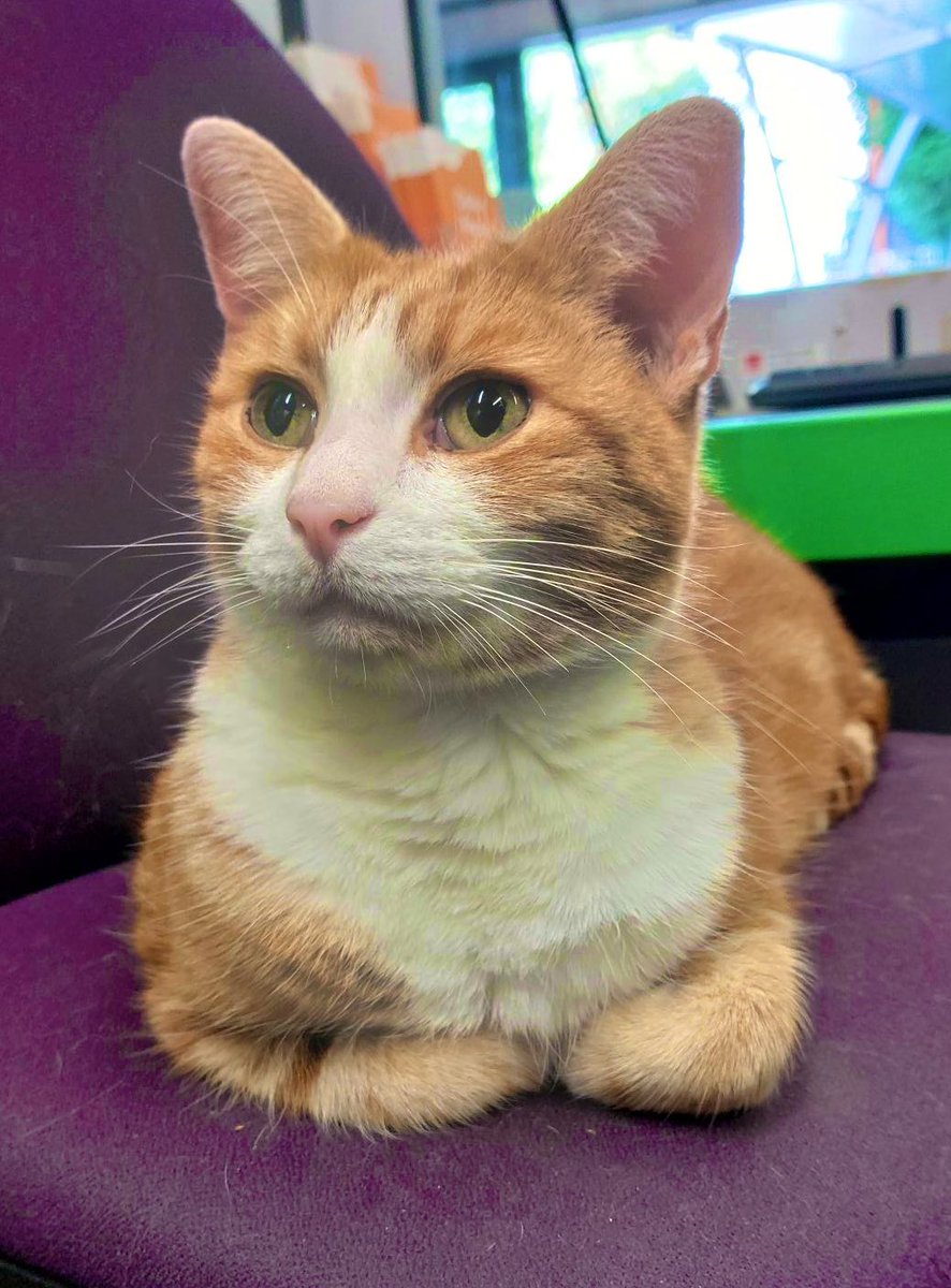 George The Stourbridge Junction Station Cat tweet media