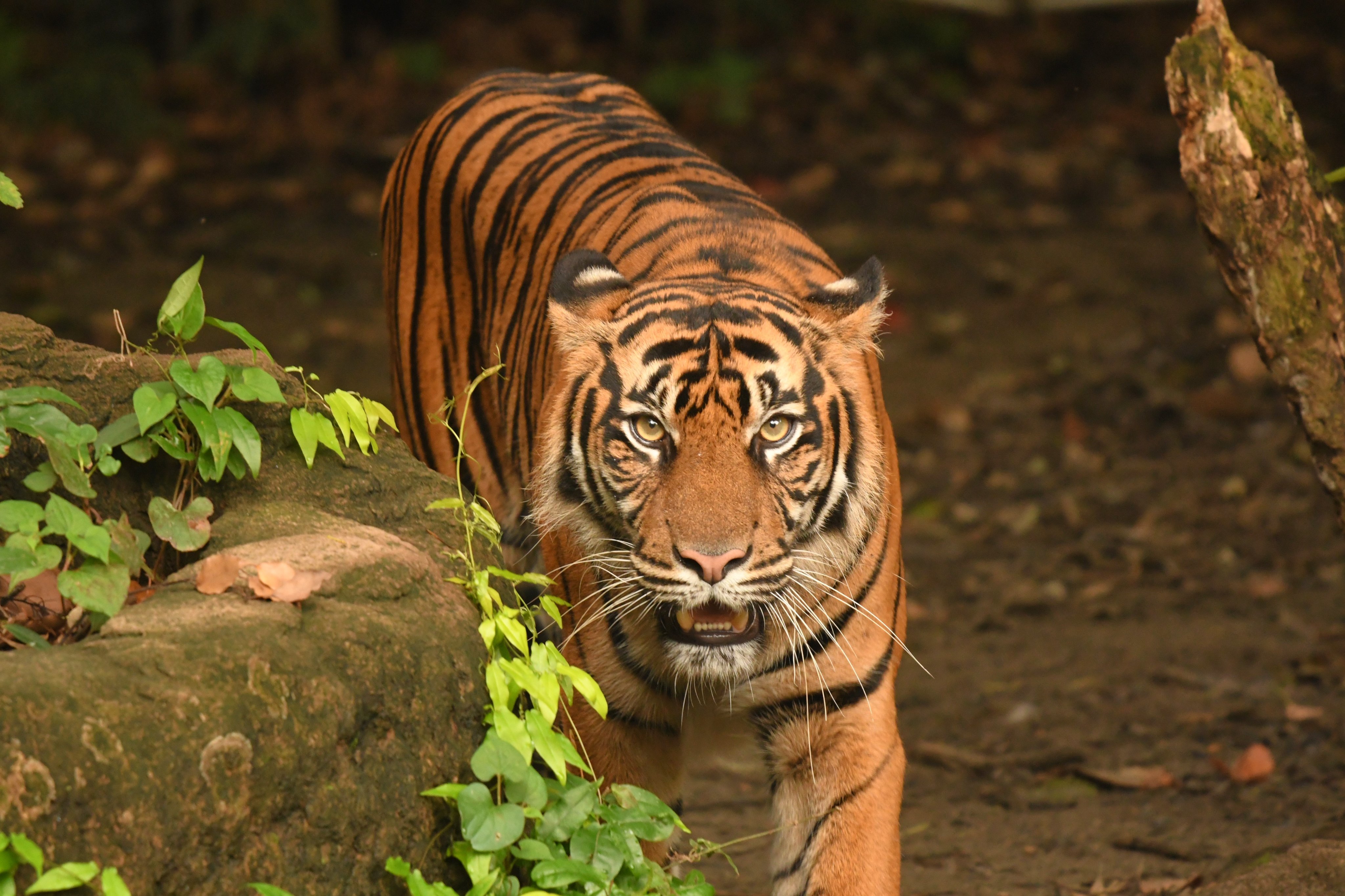 記念メダル　ズーラシア　スマトラトラ スマトラトラのデル|すまとらとら｜ブログ|よこはま動物園