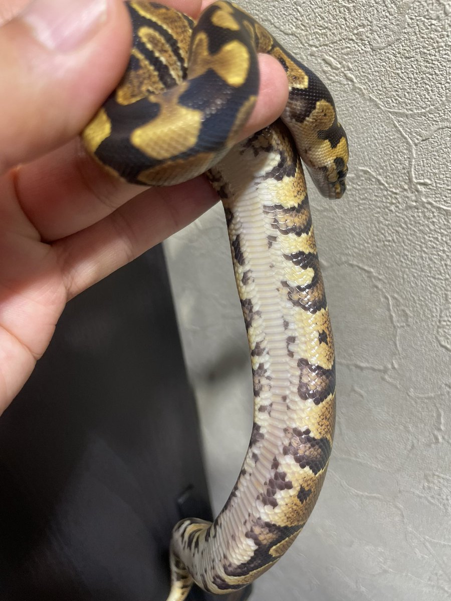 HIROHAR56366122's tweet image. ✨販売個体✨
YB or Asphalt het Clown ♂ No.1
¥20,000-
冷凍マウスに餌付きましたので販売致します✨
2匹おります✨
餌食い良好です😊
※各種クレジットカード、キャッシュレス決済対応
こちらの個体が気になりましたらDM、公式LINEからお問い合わせお待ちしております🙇♂️
#SUNRIZEBallPython…