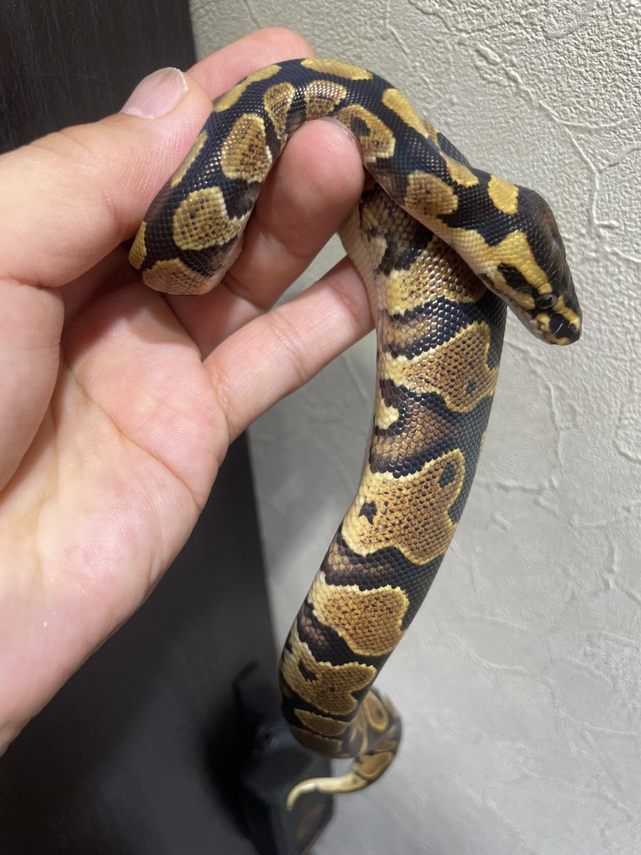 HIROHAR56366122's tweet image. ✨販売個体✨
YB or Asphalt het Clown ♂ No.1
¥20,000-
冷凍マウスに餌付きましたので販売致します✨
2匹おります✨
餌食い良好です😊
※各種クレジットカード、キャッシュレス決済対応
こちらの個体が気になりましたらDM、公式LINEからお問い合わせお待ちしております🙇♂️
#SUNRIZEBallPython…