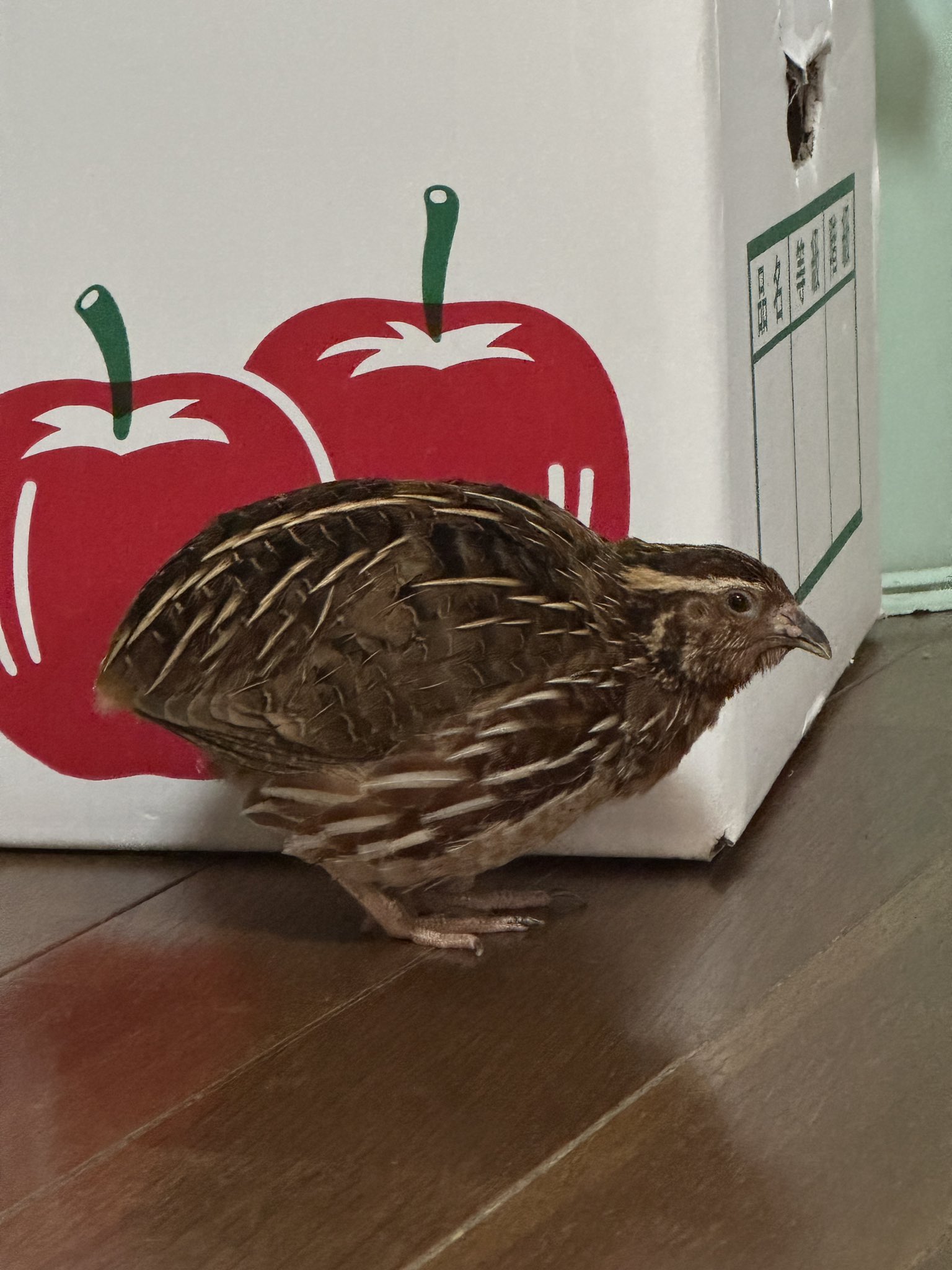 りんご様確認専用ページ❷ りんご🍎c106 西あ06b on X: 