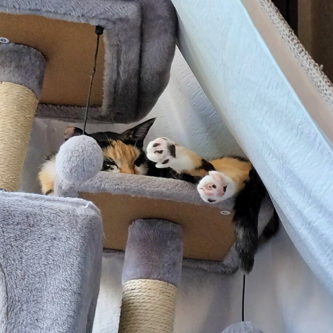 ダブル肉球

#里親募集中 #保護猫 #猫 #三毛猫 #猫好きさんと繋がりたい #猫のいる暮らし #猫のいる生活 #預かりボランティア #Cat #catlife