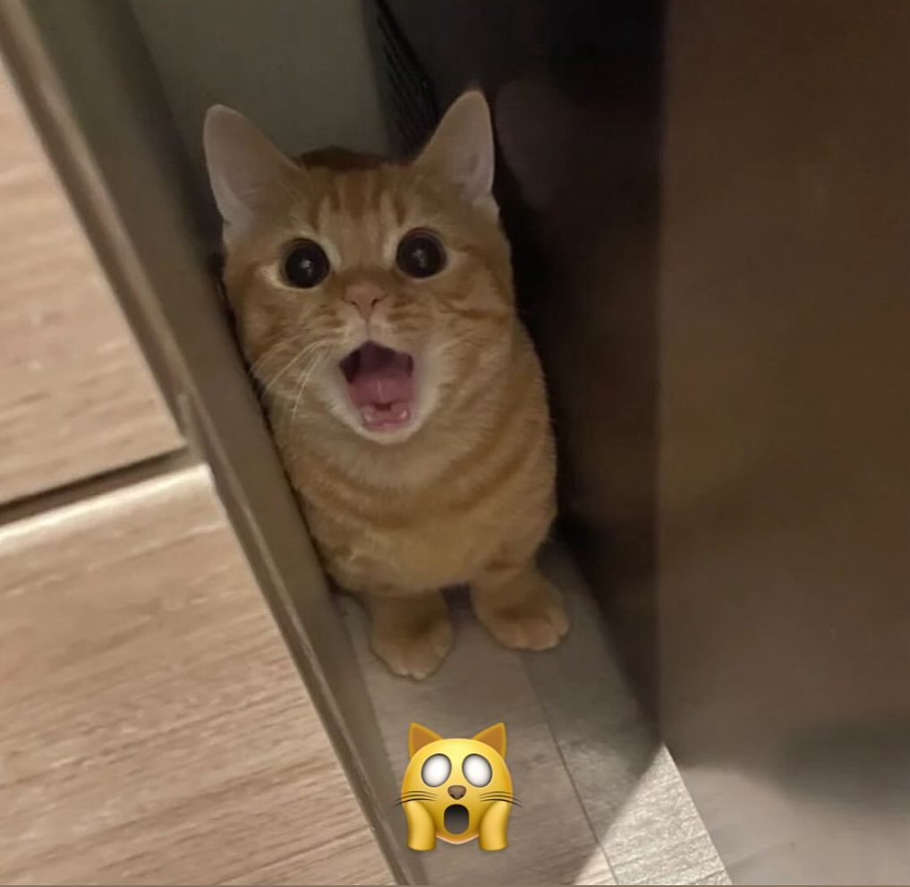 PunchingCat's tweet photo. https://t.co/PQIg8FTVwH