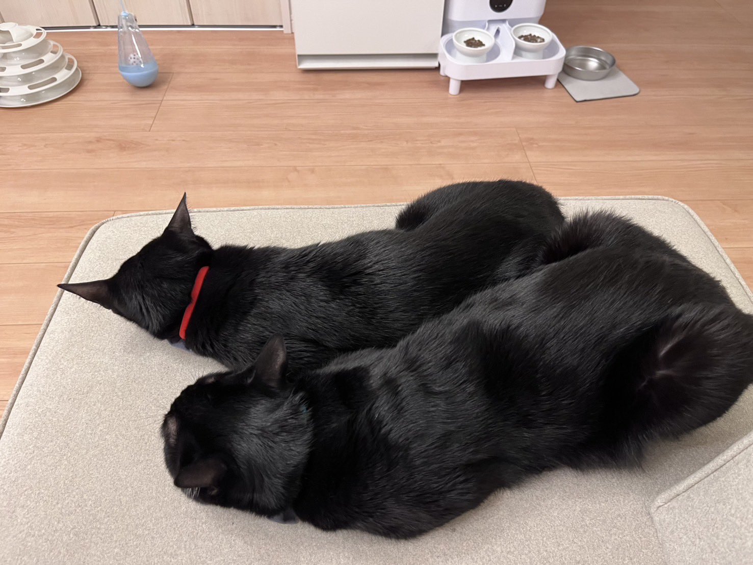 ねこ オンノヅキ🐱🐱 on X: 