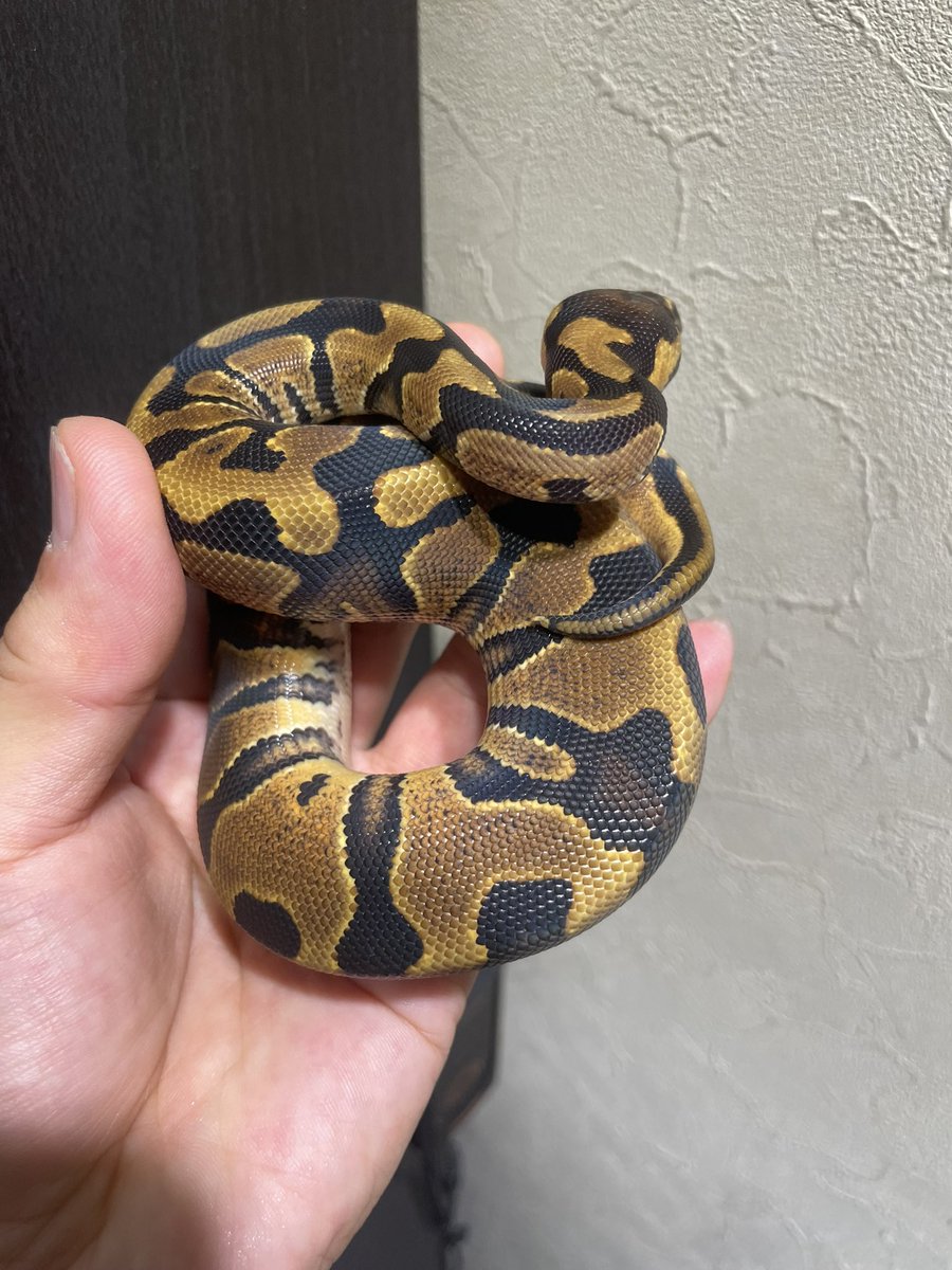 HIROHAR56366122's tweet image. ✨販売個体✨
YB or Asphalt het Clown ♂ No.2
¥20,000-
冷凍マウスに餌付きましたので販売致します✨
2匹おります✨
餌食い良好✨
※各種クレジットカード、キャッシュレス決済対応✨
こちらの個体が気になりましたらDM、公式LINEからお問い合わせお待ちしております🙇♂️
#SUNRIZEBallPython…