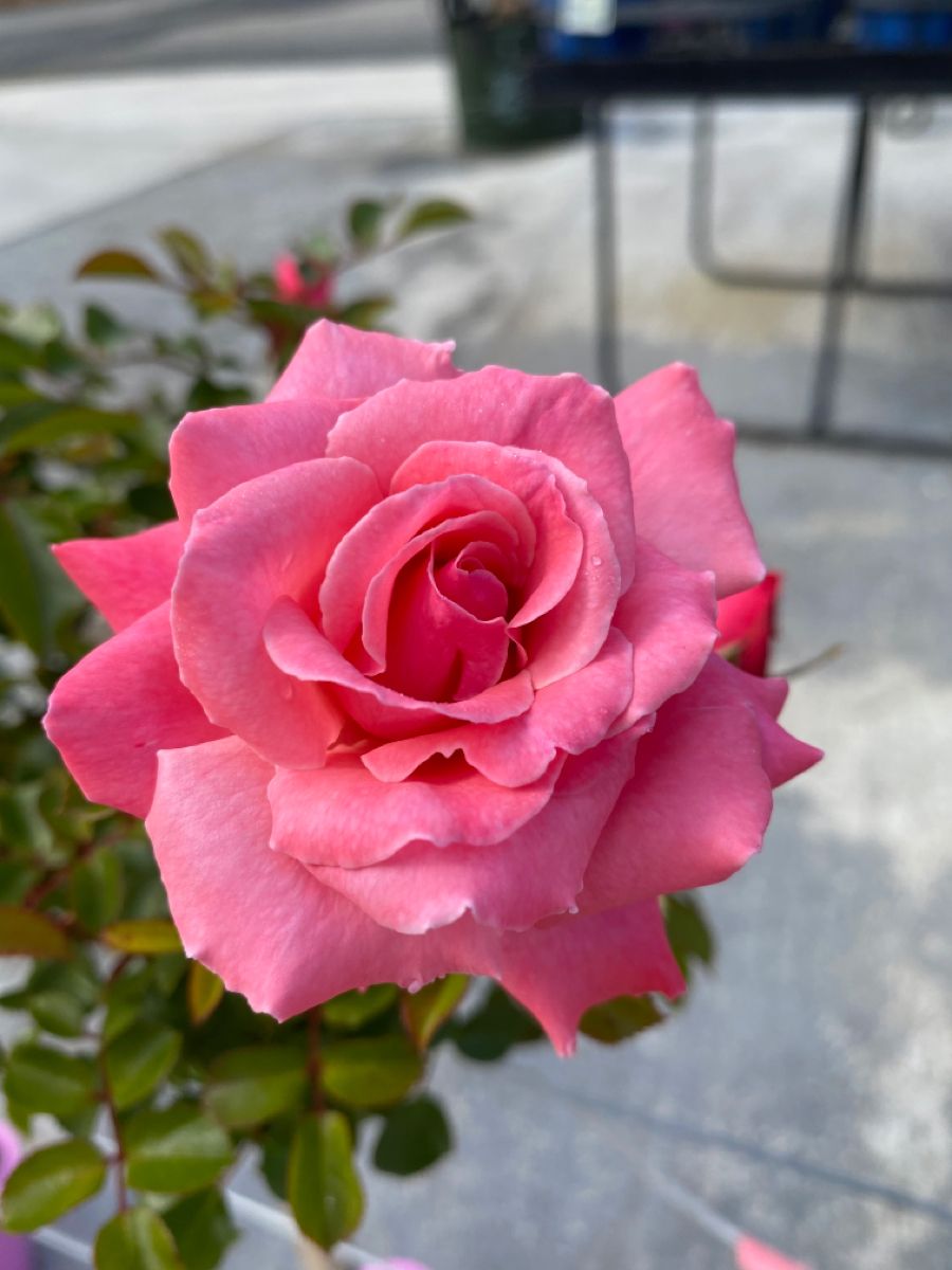 <a href="/apixsun/">Ludmila☀</a> Большое спасибо Ludmila. Доброго вам утра, отличного денечка!🌞🌹🍃🙏