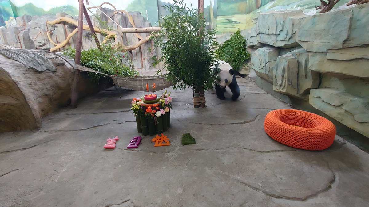 to_chan2's tweet photo. 今日は #優浜 の13歳のお誕生日ですね🧁おめでとう！！

#宿州動物園 ではケーキ🎂が出され、優浜は13の文字のニンジン等を喜んで食べてました

先ほど撮ったばかりのお誕生日会の様子です😊
#アドベンチャーワールド https://t.co/kNJRFB2xtT