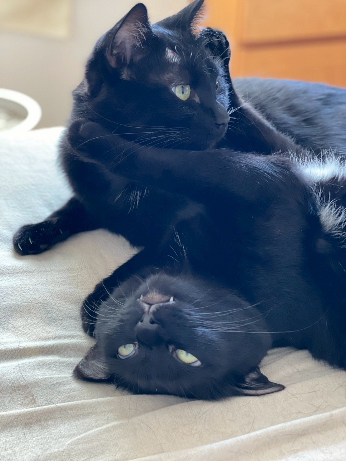 サンドイッチ屋の黒猫まる＆ゆき🥪🐈‍⬛ on X: 