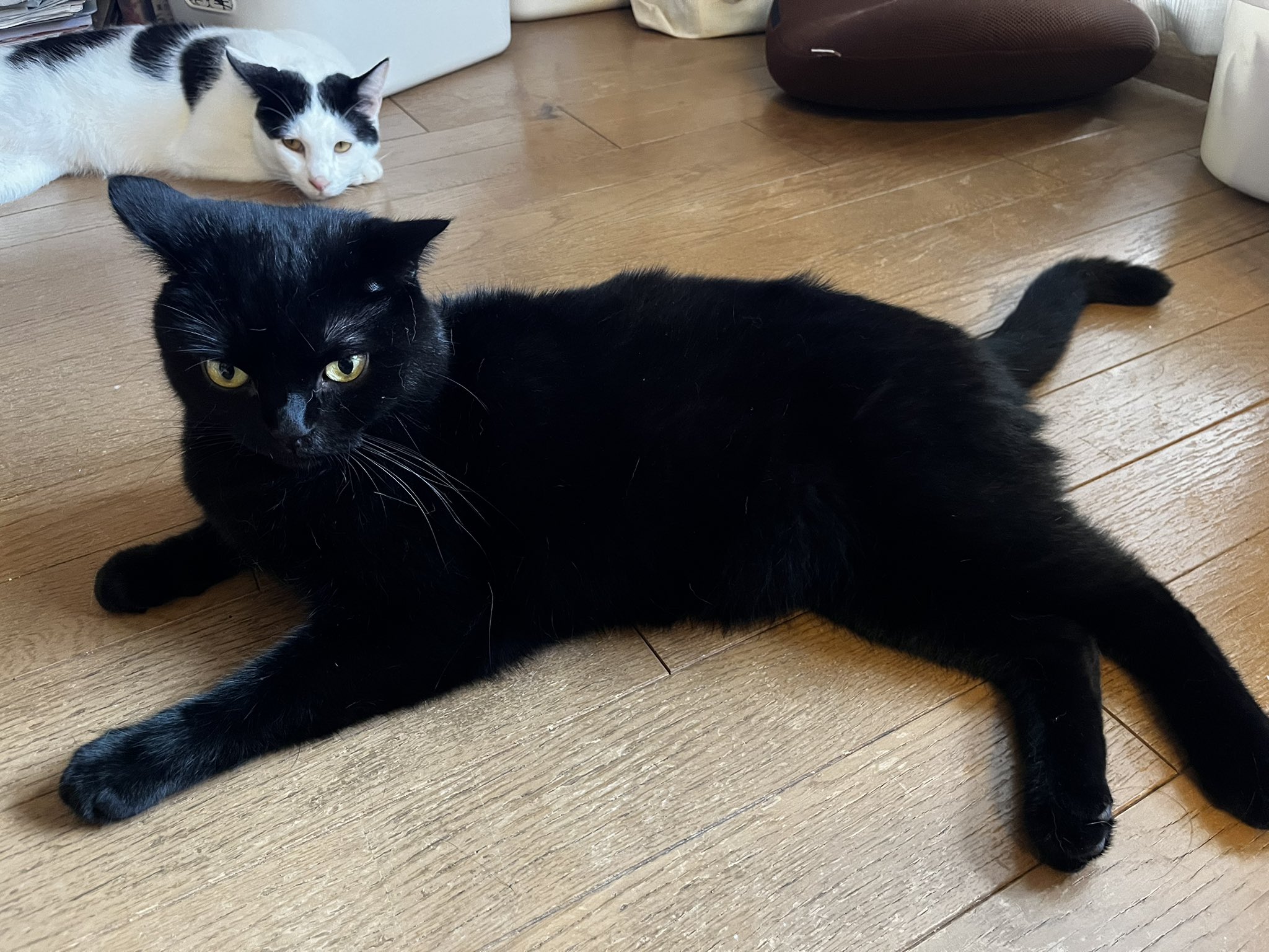 黒猫 7 黒ねこ 鳥猫 on X: