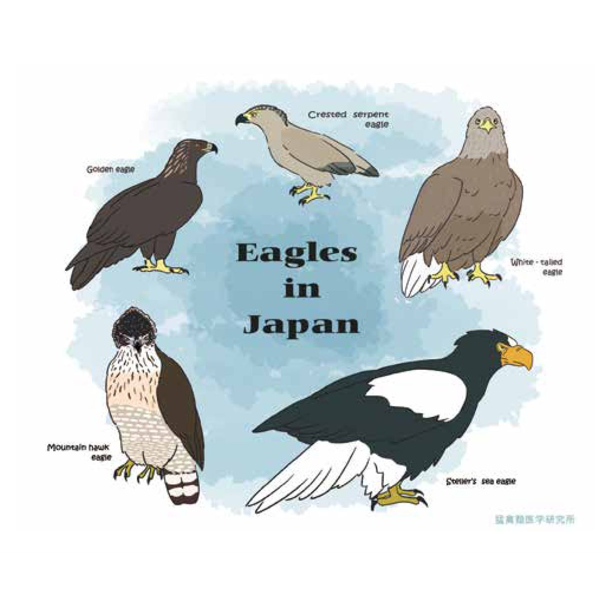 猛禽類学 猛禽類学 | 山崎 亨 |本 | 通販 | Amazon