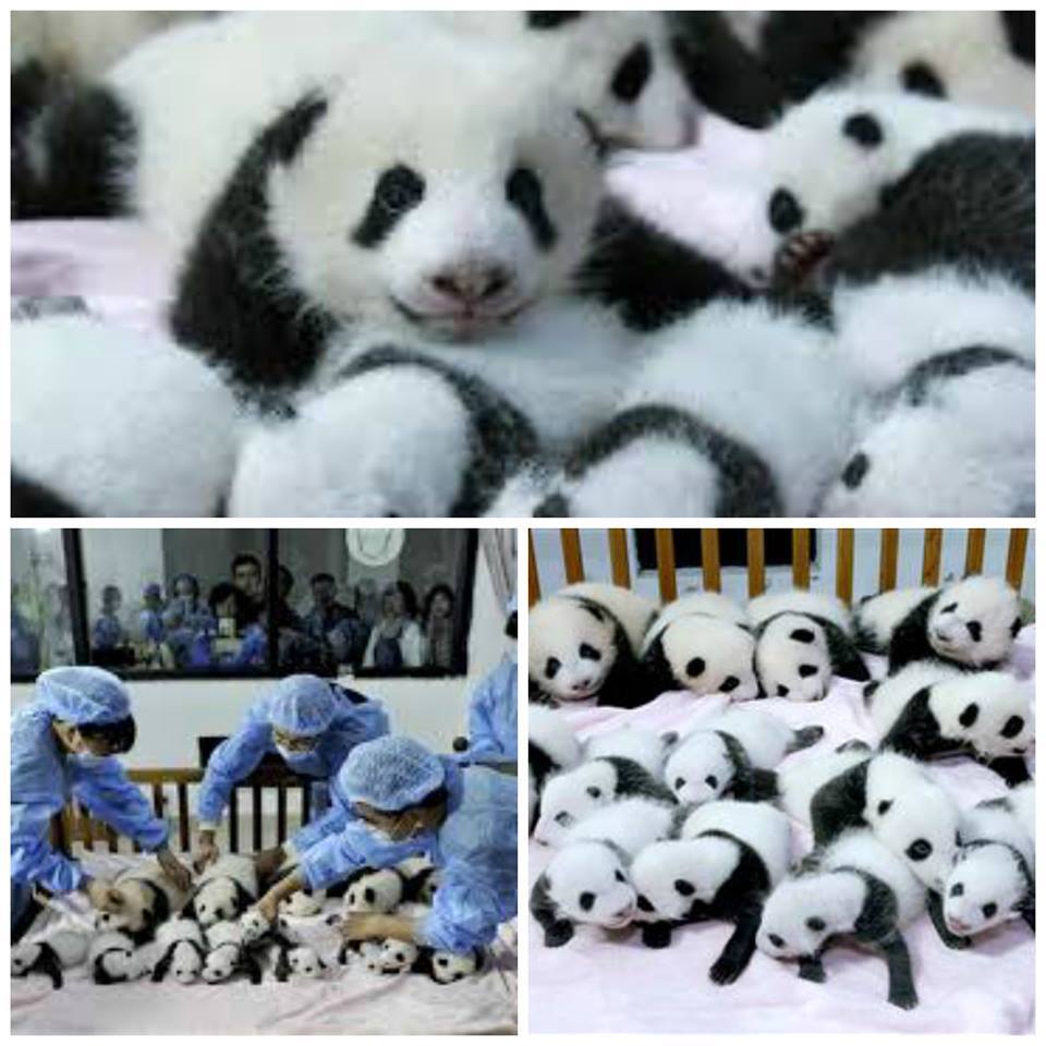 Unify's tweet image. Baby panda newsfeed cleanser... 🐼

#newsfeedcleanser #pandas #panda #unify