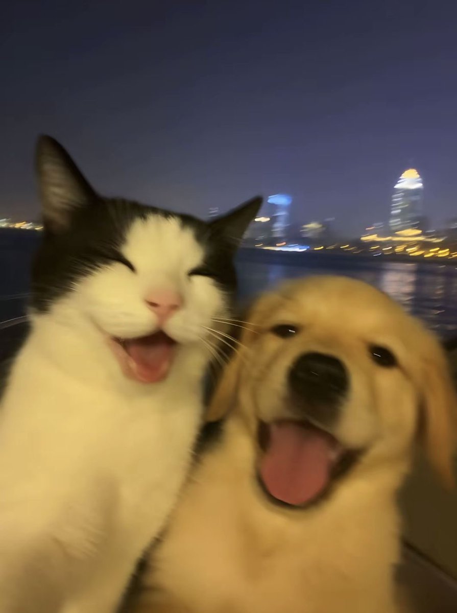 animals with aura tweet media