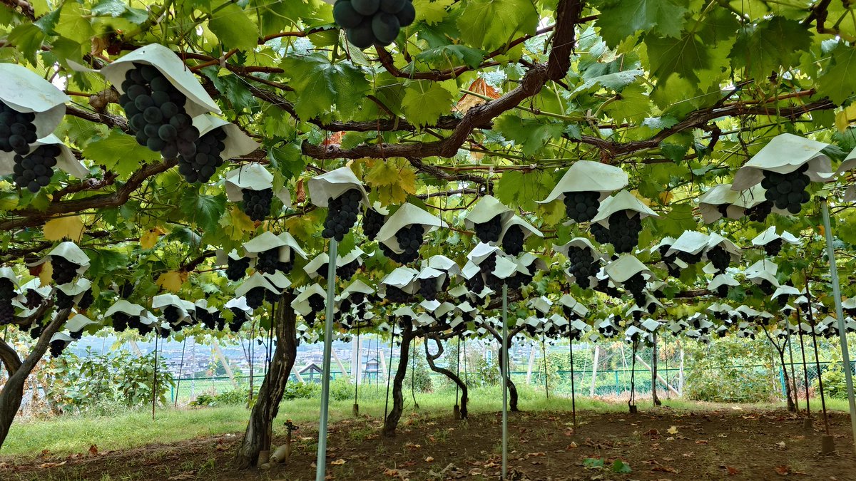 現在ラインアップ
シャインマスカットは20日過ぎになると思います

#藤稔
#巨峰
#ブラックビート