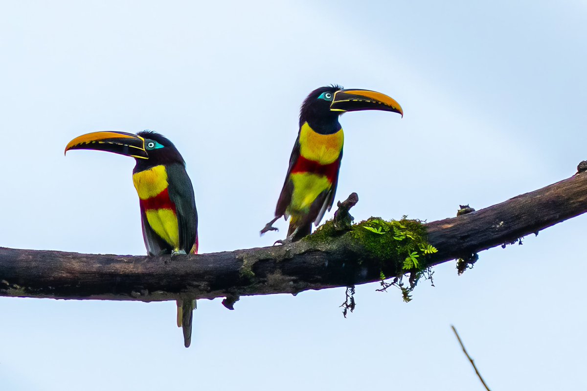 Aniket π³οΈβππ³οΈββ§οΈ(he/him) (@mitogfp) on Twitter photo Chestnut-eared Aracari #BirdsSeenIn2025 #birdphotography #birdcpp #birdsofcolombia #BirdsOfTwitter #blackbird #aracari <a href="/inaturalist/">iNaturalist</a> Chestnut-eared Aracari #BirdsSeenIn2025 #birdphotography #birdcpp #birdsofcolombia #BirdsOfTwitter #blackbird #aracari <a href="/inaturalist/">iNaturalist</a>