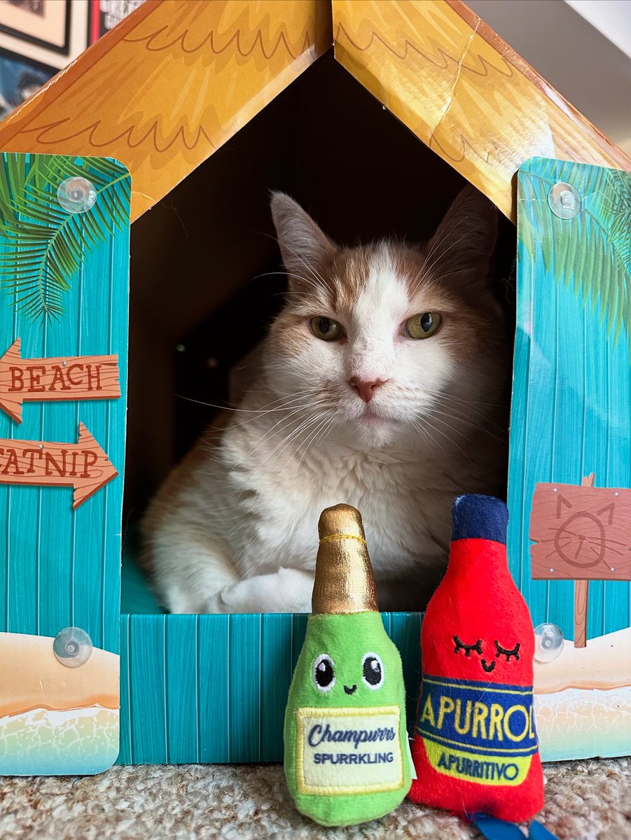 Debbie Mazella tweet media