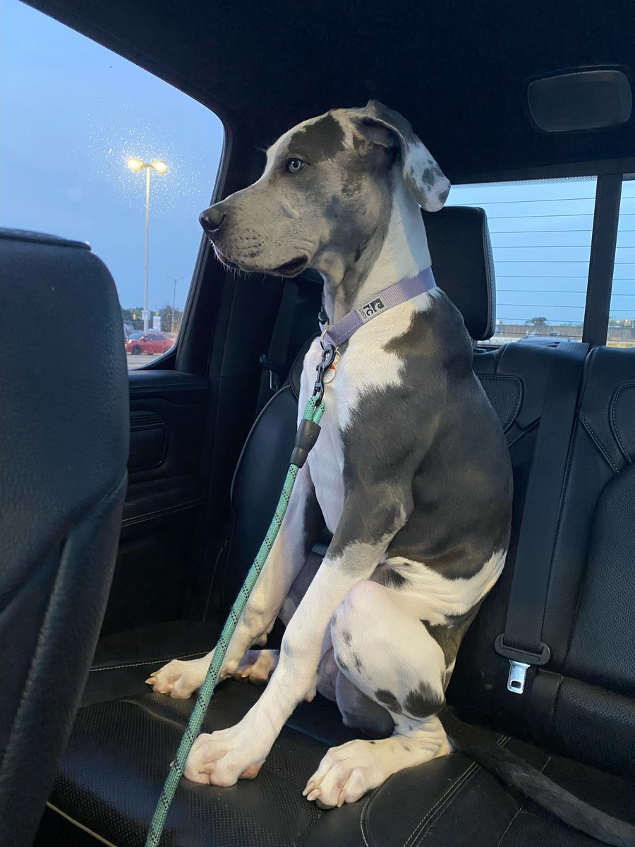 My mom sent me this pic of haven waiting for me to come out of the grocery store why is she sitting like this 😭