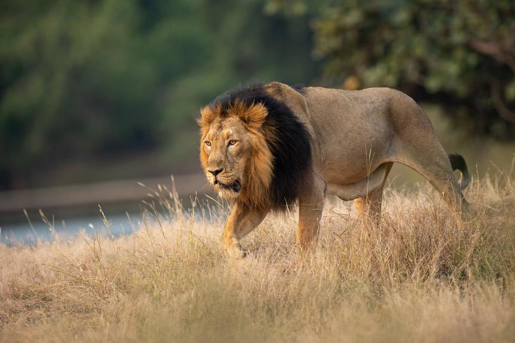 airnewsalerts's tweet photo. #WorldLionDay2025 

Gujarat marks a major milestone in the conservation of the majestic Asiatic lion. 

#BardaWildlifeSanctuary, near Porbandar, has emerged as a beacon of ecological restoration and community-driven progress. 

Gujarat’s Lion Census of 2025 records a historic 891 lions statewide. Barda leads the way in expanding habitats beyond Gir.  

#Lion @moefcc @MIB_India @PIB_India #RoarforLions #WorldLionDay2025