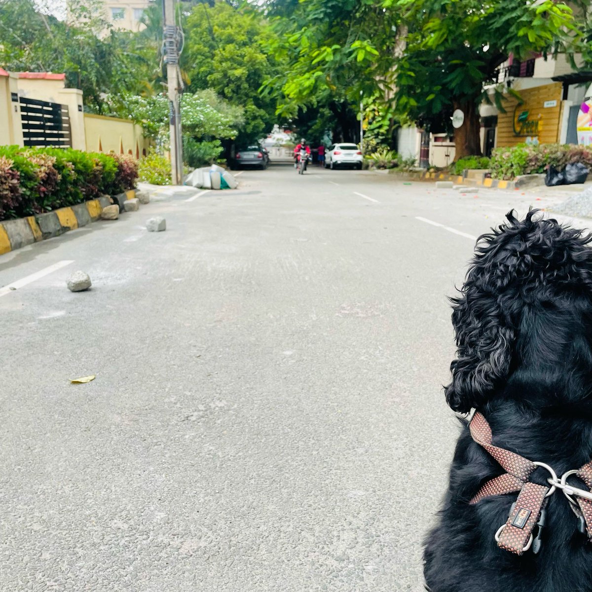 sarath_kumar6's tweet photo. Take walks, seek beauty and colours.
#walks #koramangala #Bangalore https://t.co/APrG7ugJWN