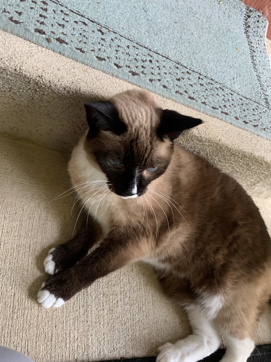 Invictable's tweet image. It’s my cats birthday :) 🎂