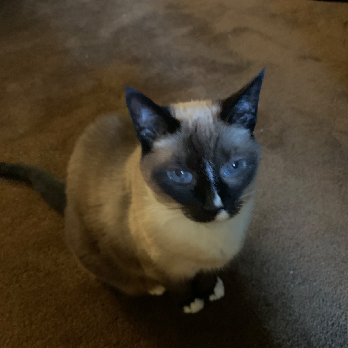 Invictable's tweet image. It’s my cats birthday :) 🎂