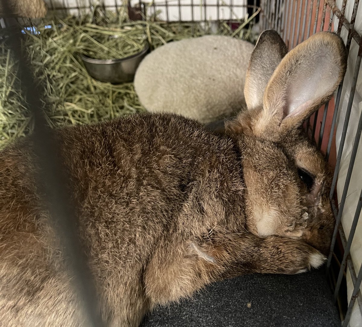 おはようございます😊
小雨が降ったり、止んだりしています
🌂☁️

まさじぃ、ネムネム🐰💤

昨夜は姪っ子が実家に遊びに来たので、みんなで盆踊りへ
賑わっていました😆