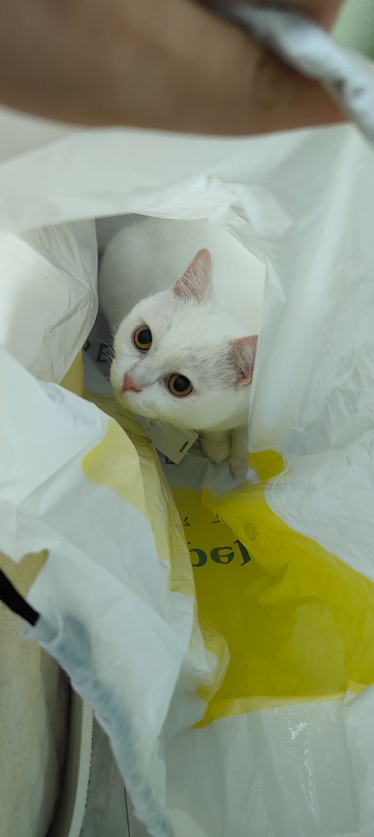 小猫喜欢什么颜色的麻袋！