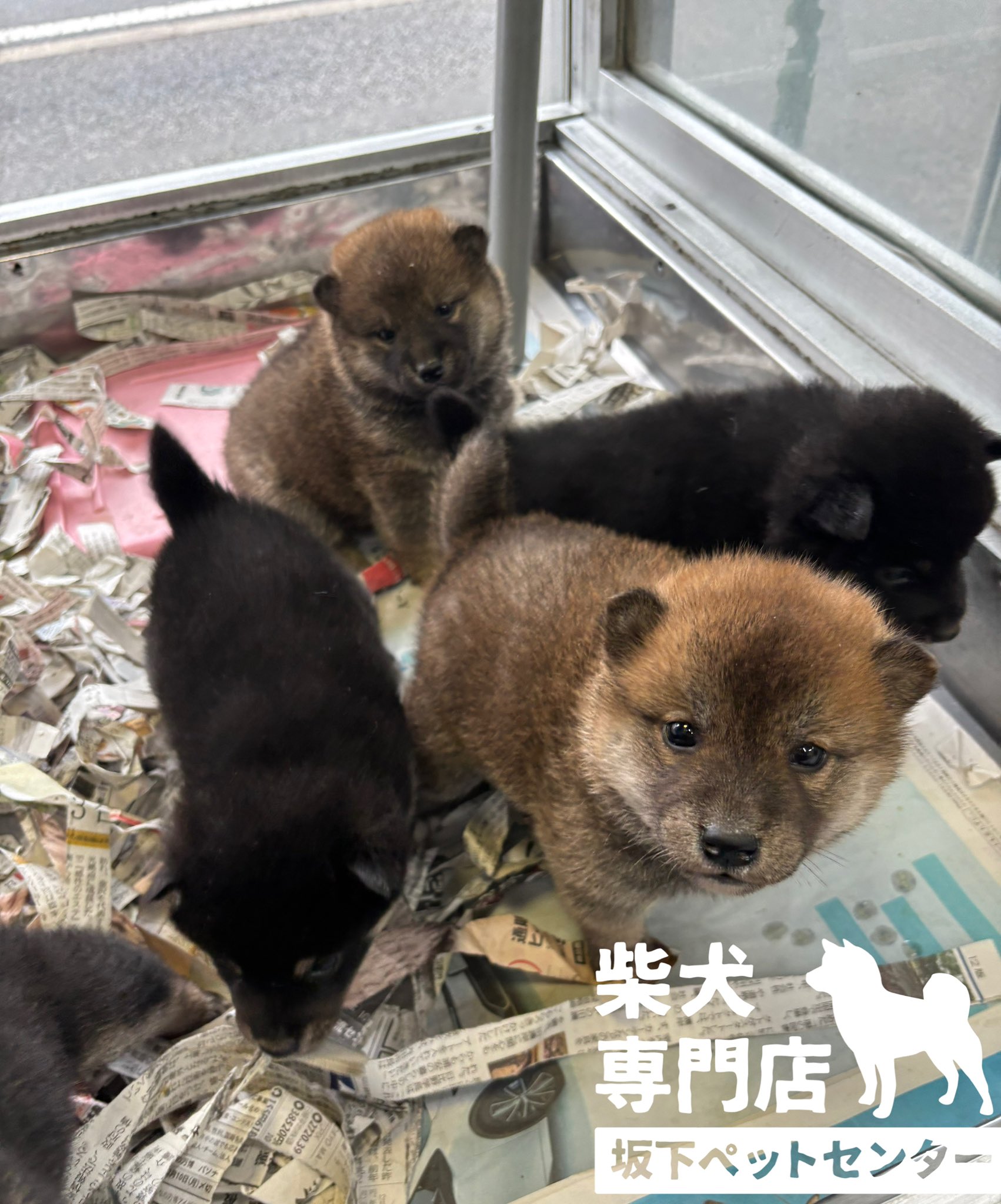 柴犬専門店 横浜【自家繁殖】 on X: 